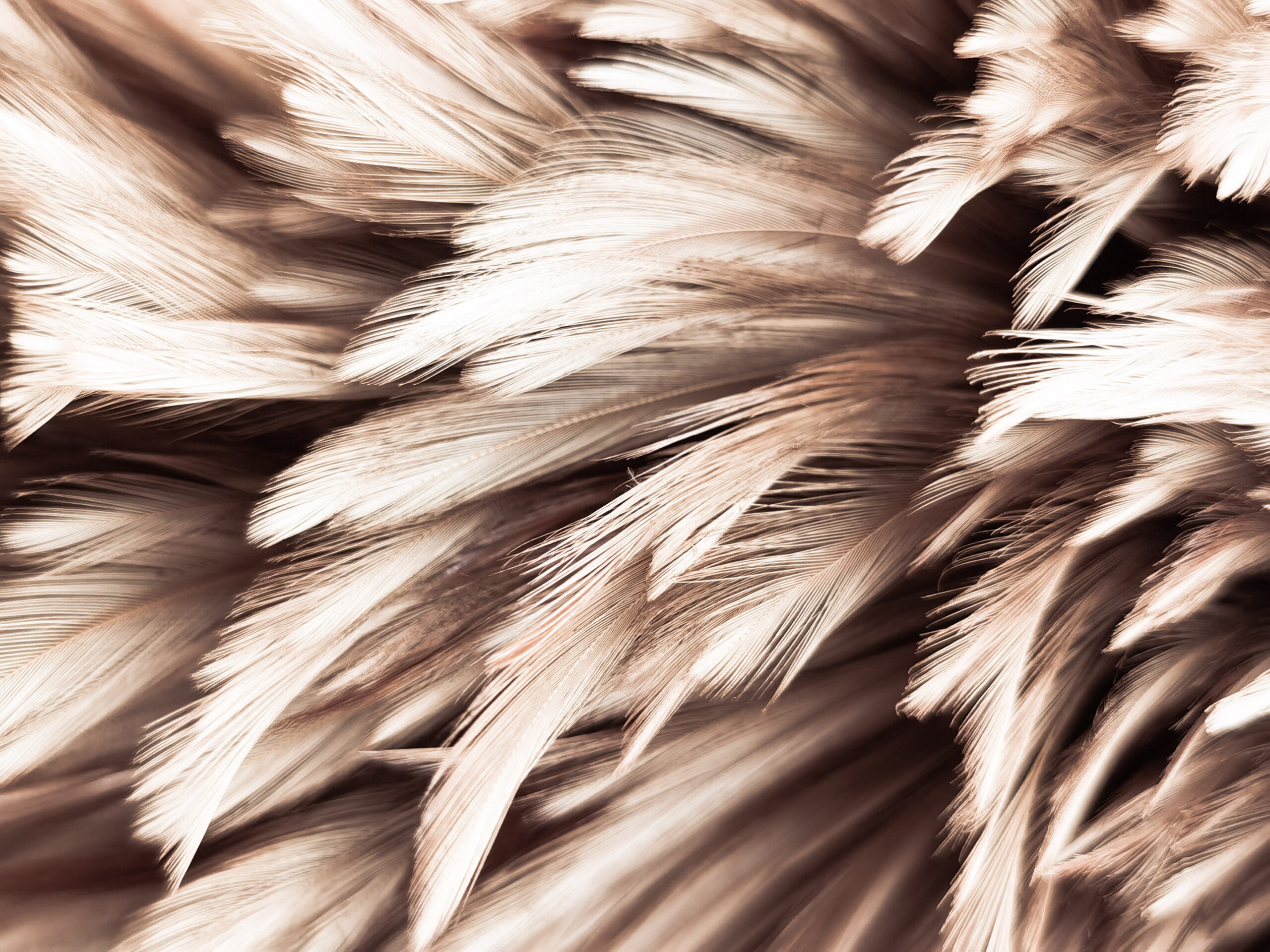 Beautiful,Abstract,White,And,Brown,Feathers,On,White,Background,And